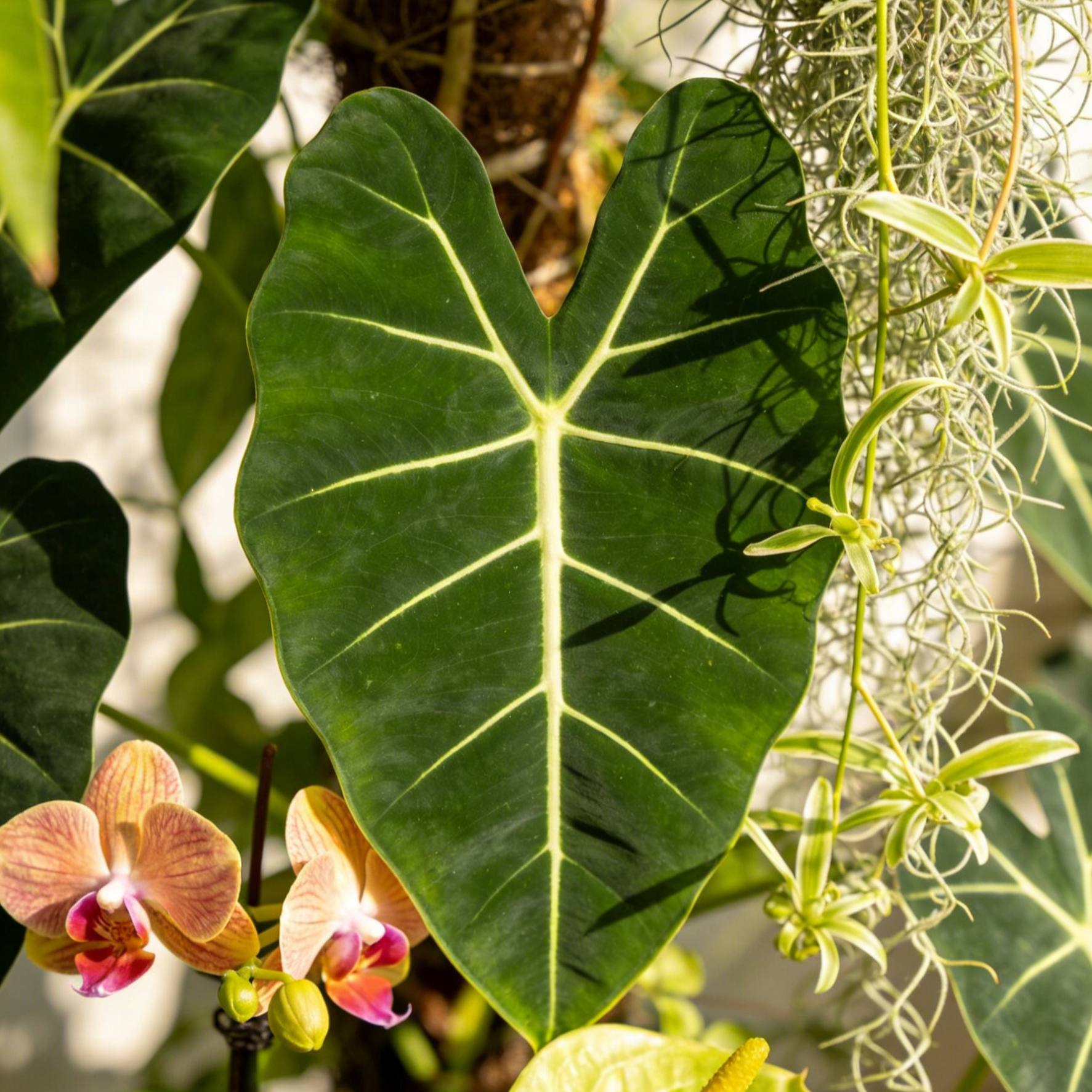 【Élő talajlény】Kertészeti átültetési gyökérnövesztő folyadék
