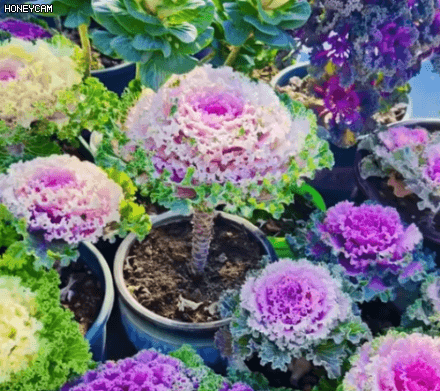 Honeycam 2025-09-17 10-24-53.gif