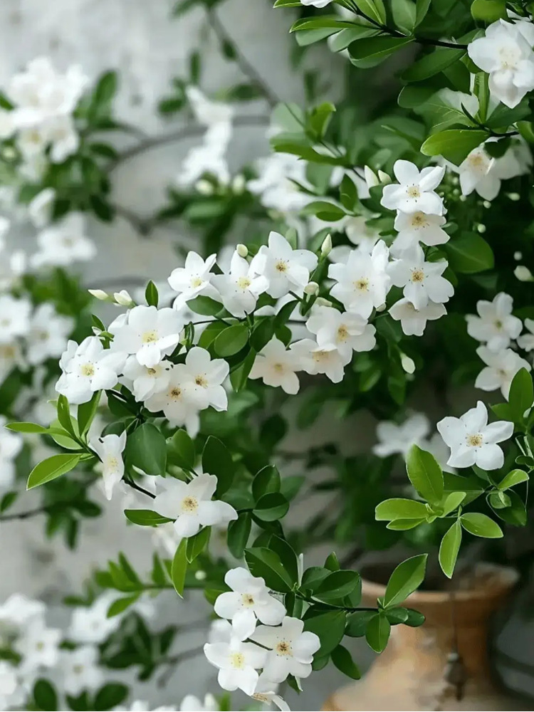 A kert parfümje: négy évszakban virágzó, dupla szirmú jázmin magok.