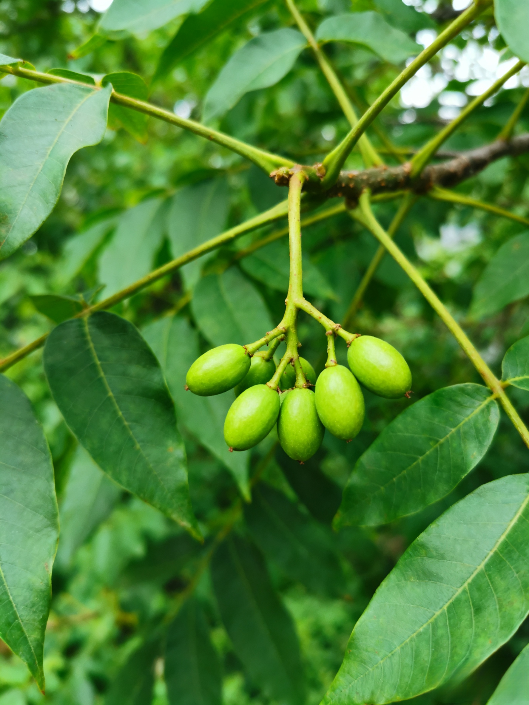 Importált pekándió magok az USA-ból, professzionálisan termesztve, garantáltan magas túlélési arány.