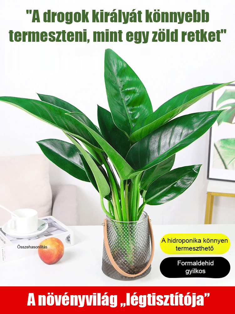 【Tüdővédő Méregtelenítő Király】Arany Gyémánt Zöld Növény - Rendelés szerint rendelhető