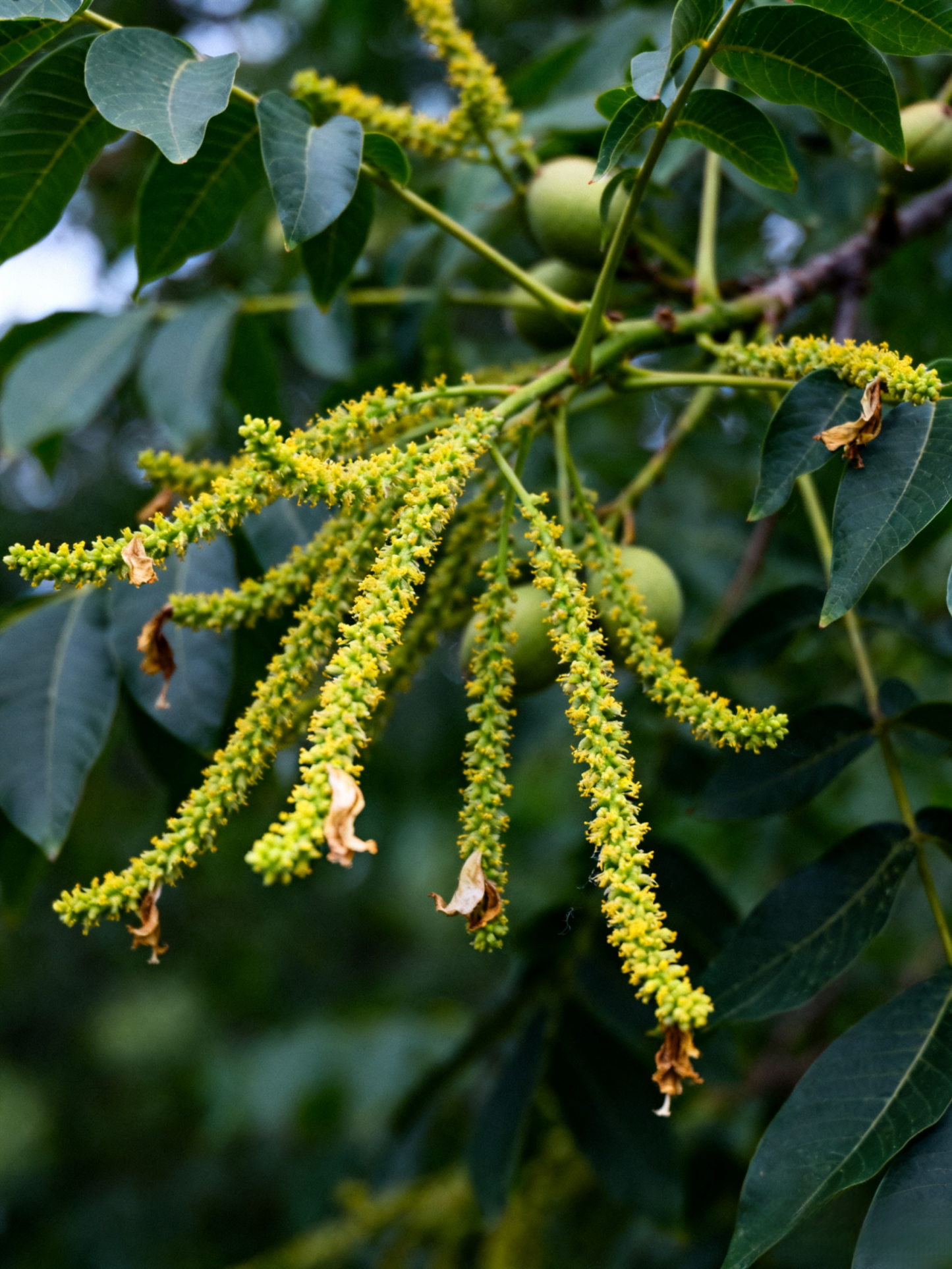 Importált pekándió magok az USA-ból, professzionálisan termesztve, garantáltan magas túlélési arány.