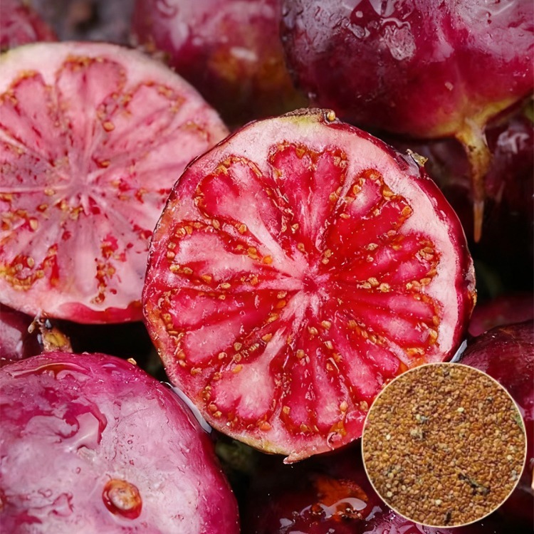 【Antioxidánsok királya】Amerikai import piros ginszeng magok