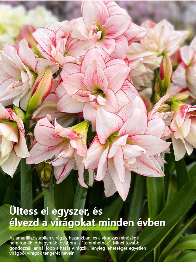 Erős illatú, egész évben virágzó amarillisz hagyma.