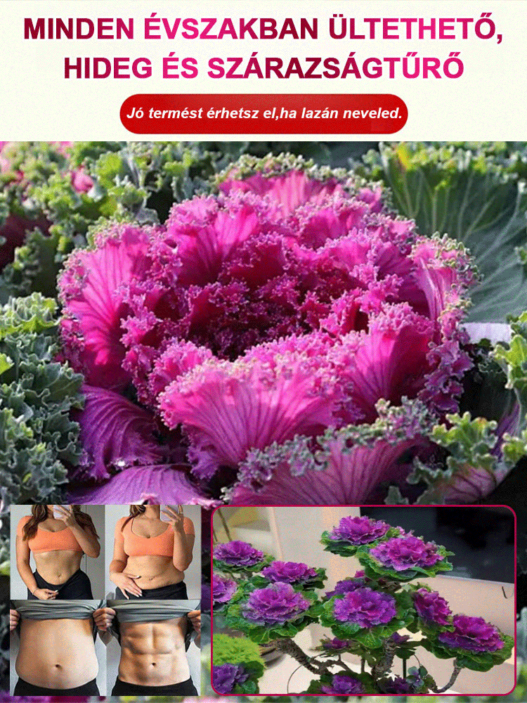 Ehető és díszítő célra alkalmas vegyes színű kelkáposzta magok