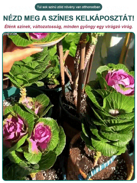 Ehető és díszítő célra alkalmas vegyes színű kelkáposzta magok