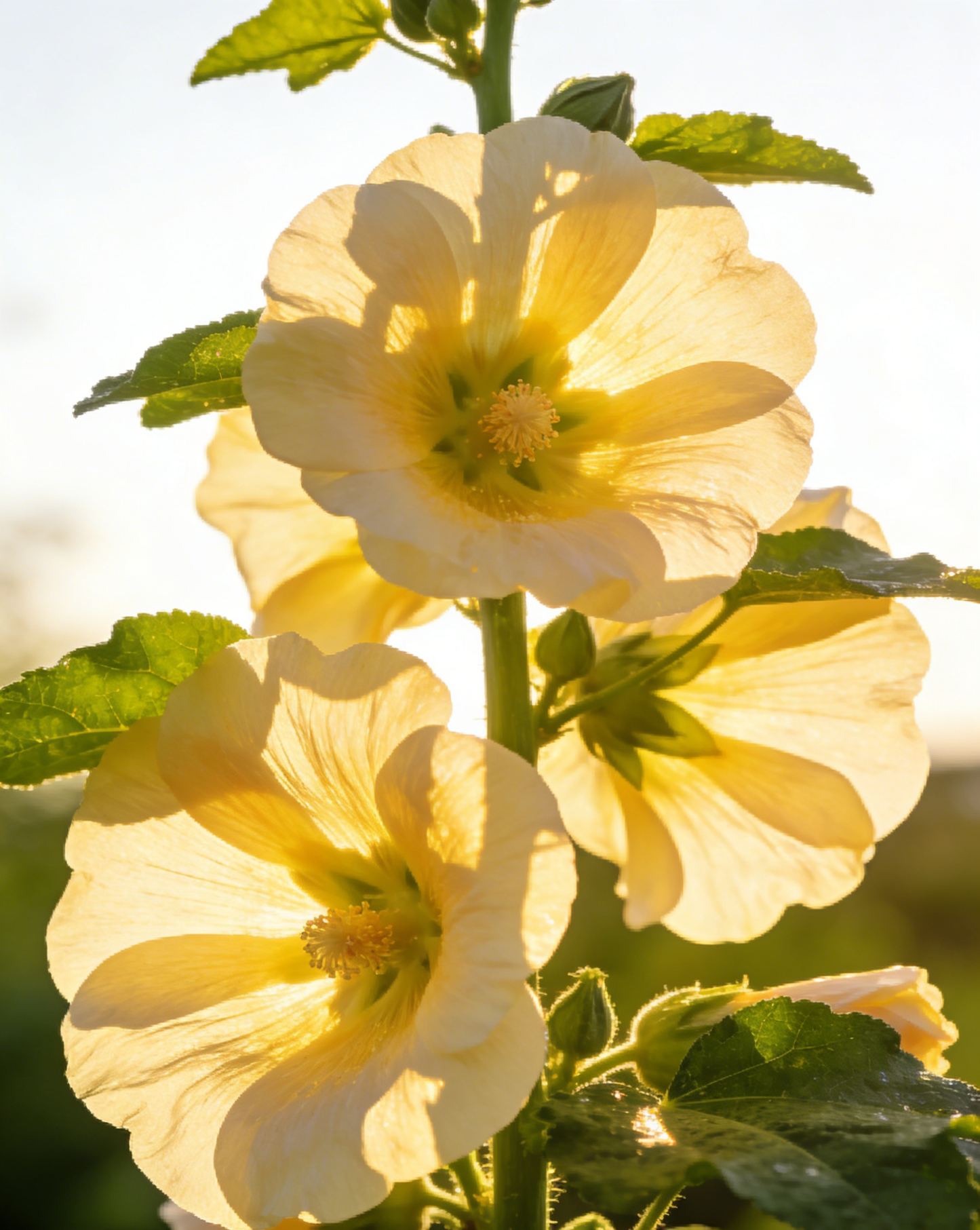 【Virágzó Csoda】Növényi Erős Virágzásserkentő és Termésnövelő Csodaszer