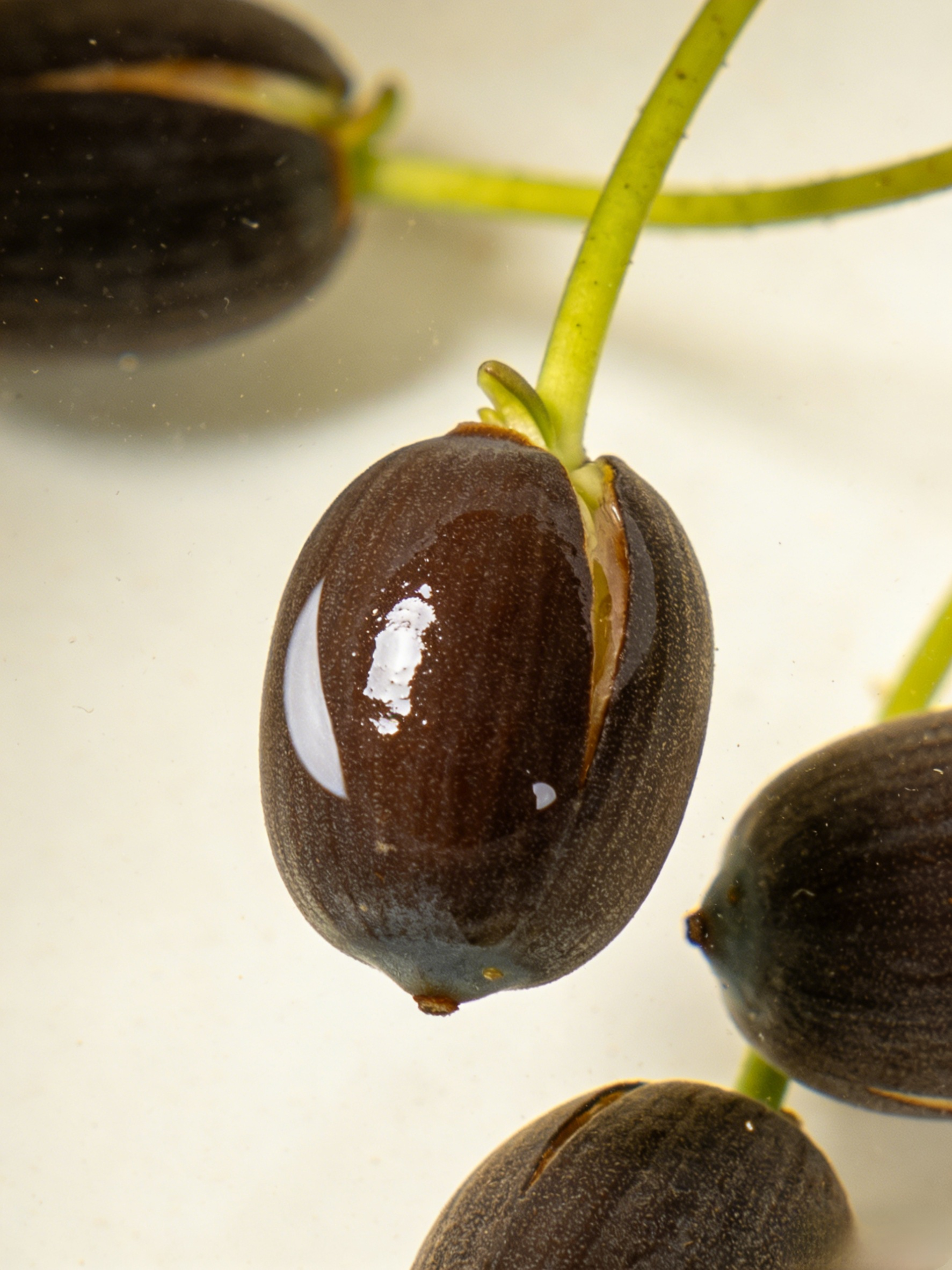 [-25°C körül nyit virágot] Téli vízi dísznövény termesztés lótusz magvak