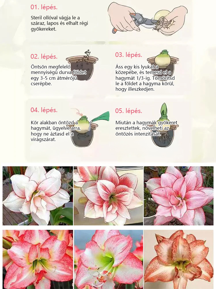 Erős illatú, egész évben virágzó amarillisz hagyma.