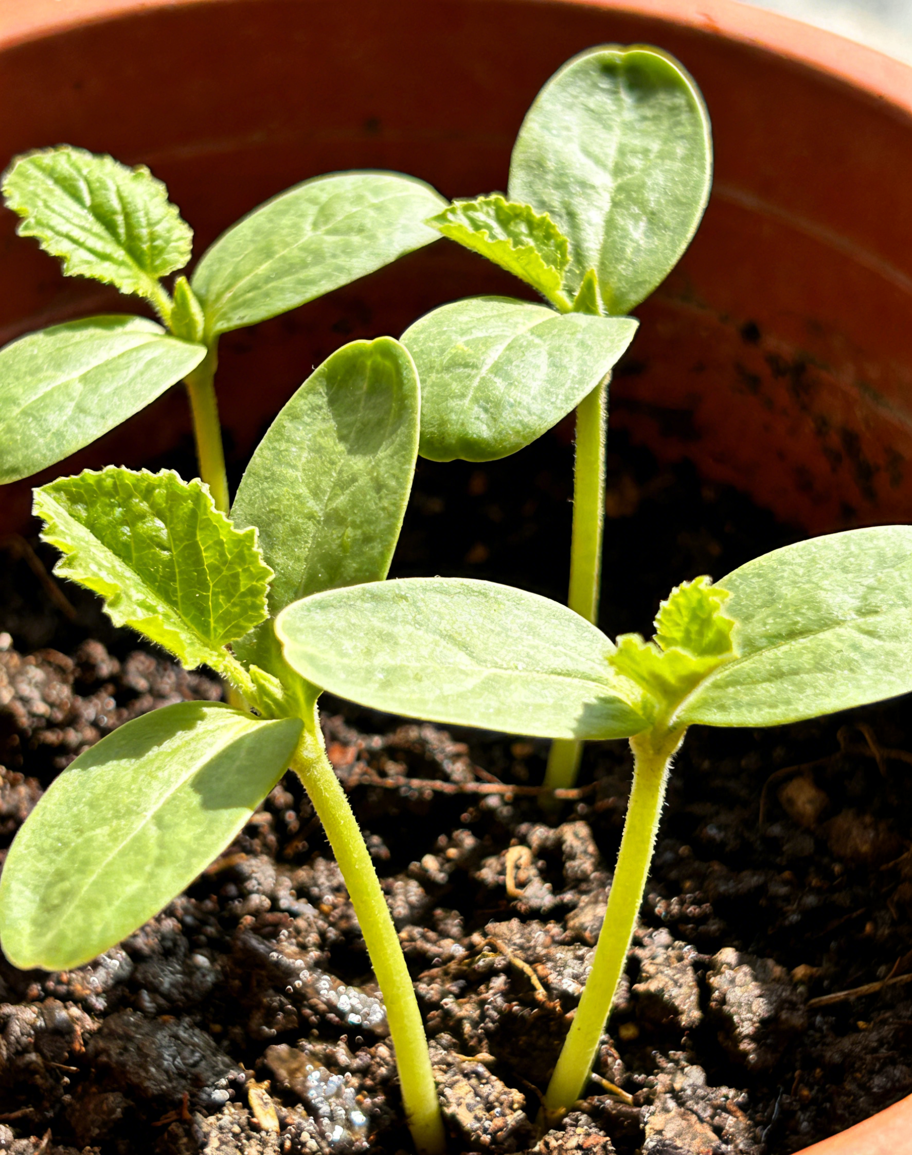 【Virágzó Csoda】Növényi Erős Virágzásserkentő és Termésnövelő Csodaszer