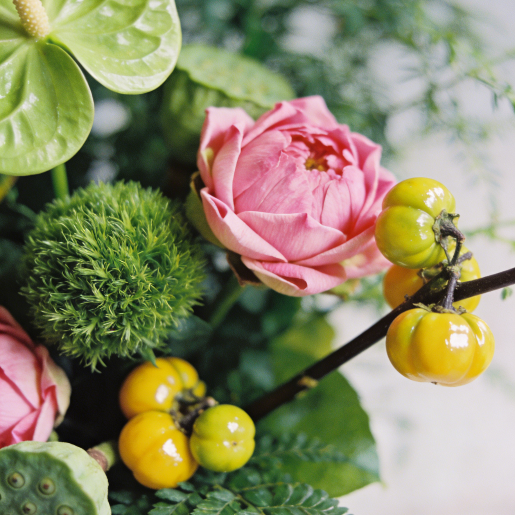 【Élő talajlény】Kertészeti átültetési gyökérnövesztő folyadék