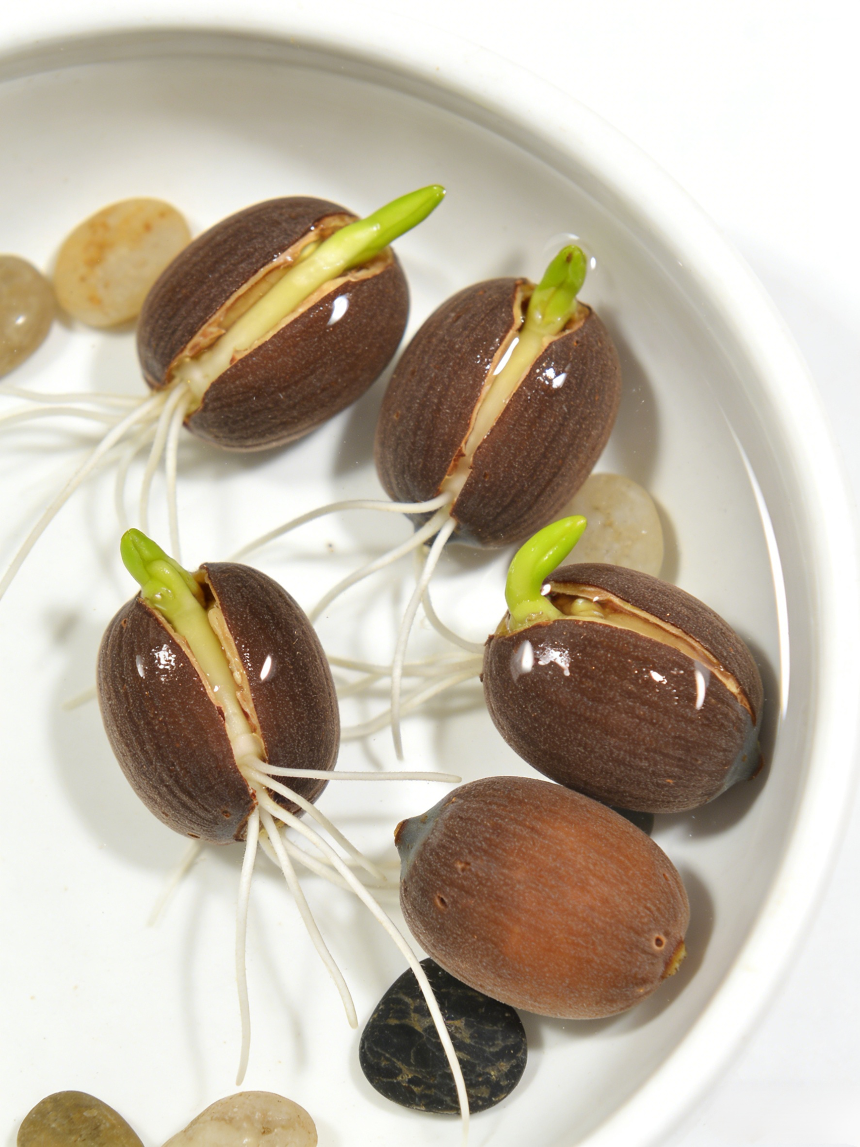 [-25°C körül nyit virágot] Téli vízi dísznövény termesztés lótusz magvak