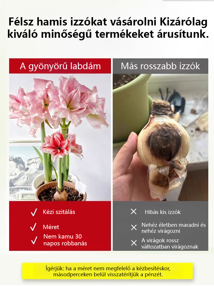 Erős illatú, egész évben virágzó amarillisz hagyma.