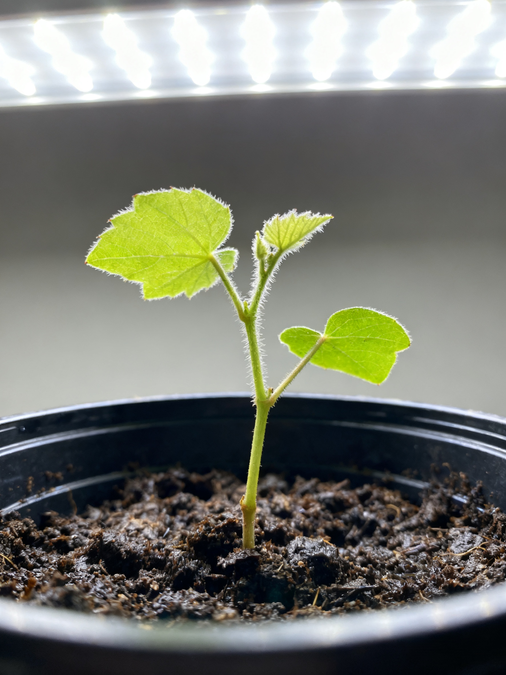 Óriás napsütés rózsa kék zafír szőlőpalánta