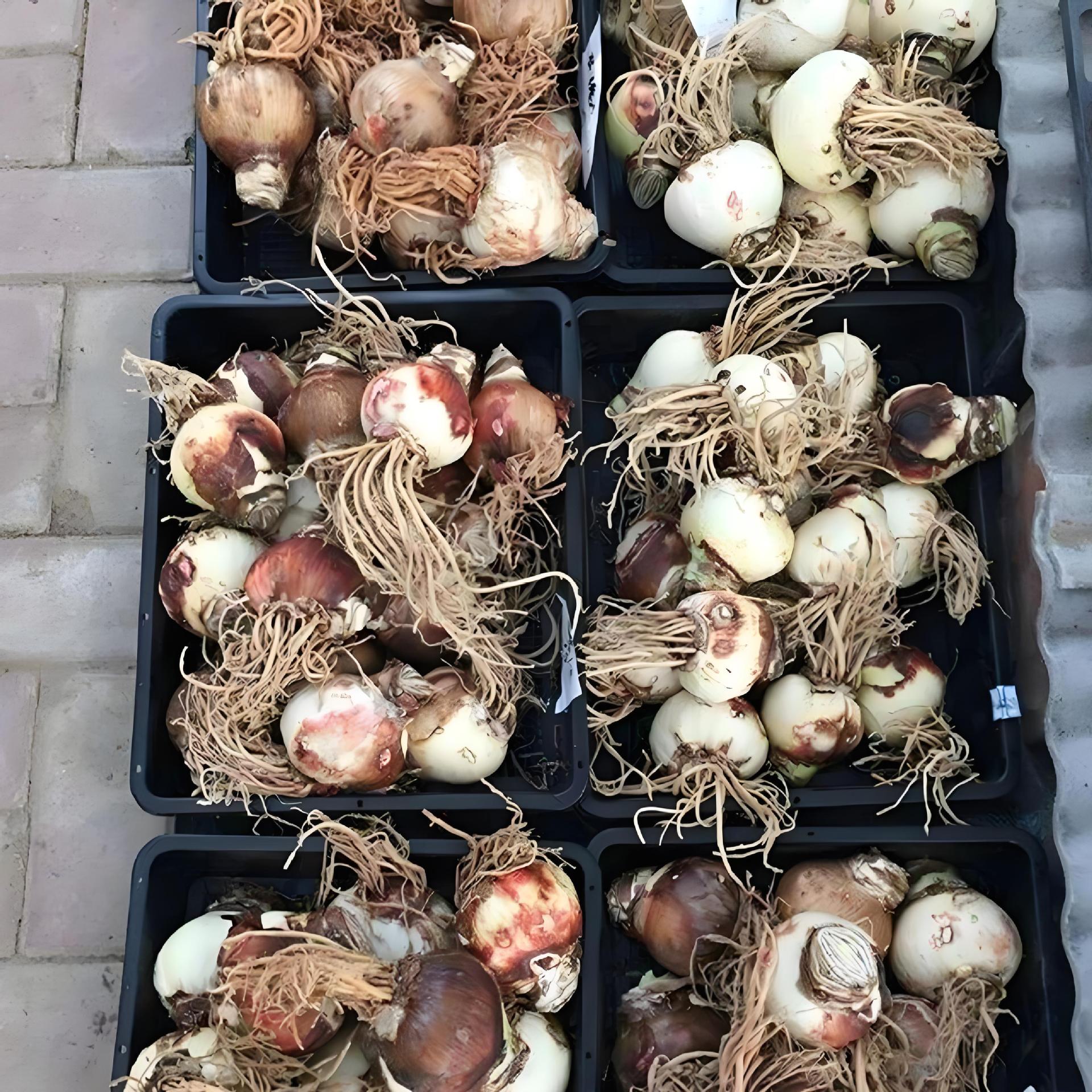 Erős illatú, egész évben virágzó amarillisz hagyma.