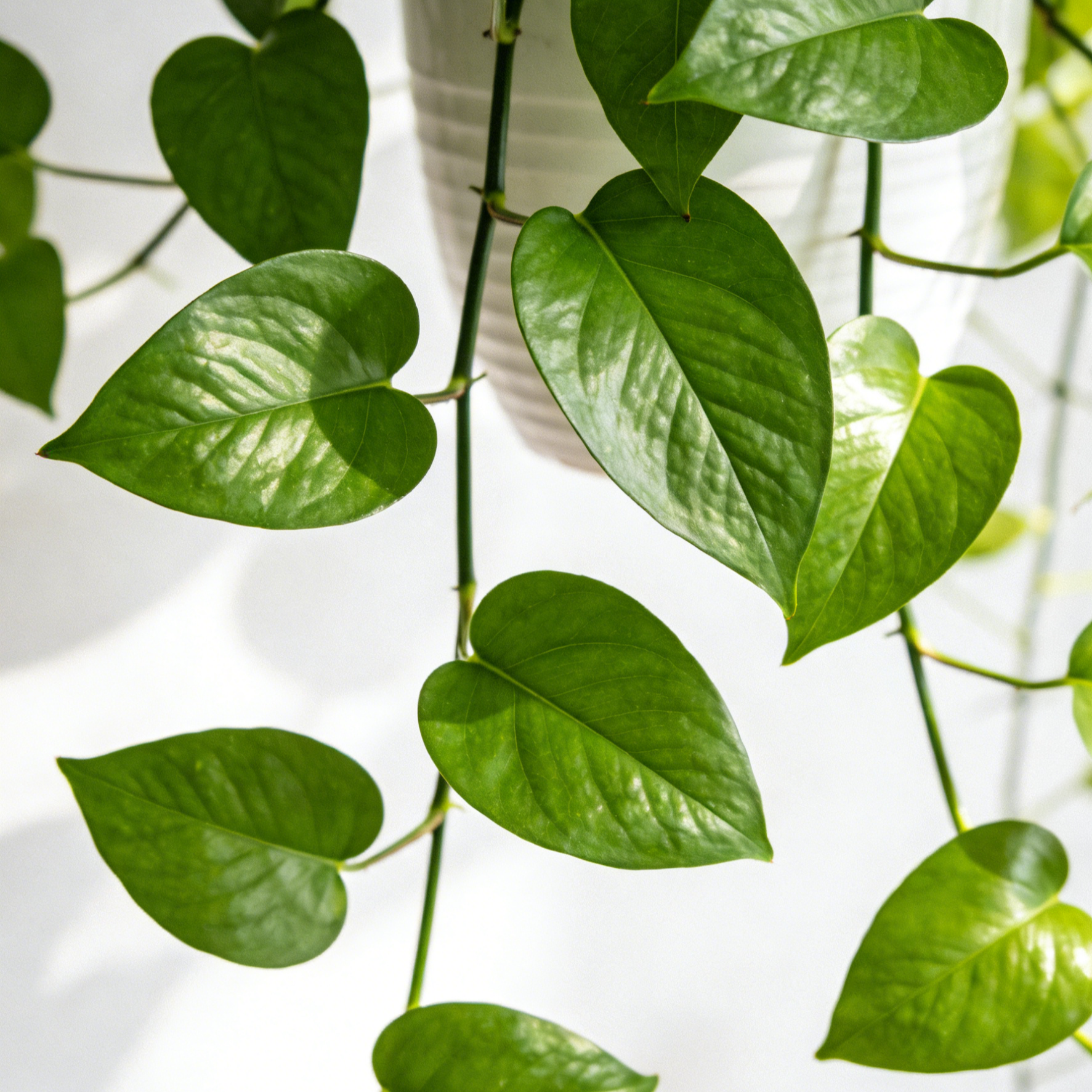 【Élő talajlény】Kertészeti átültetési gyökérnövesztő folyadék