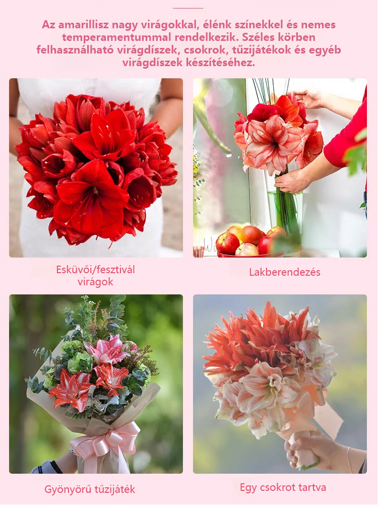 Erős illatú, egész évben virágzó amarillisz hagyma.