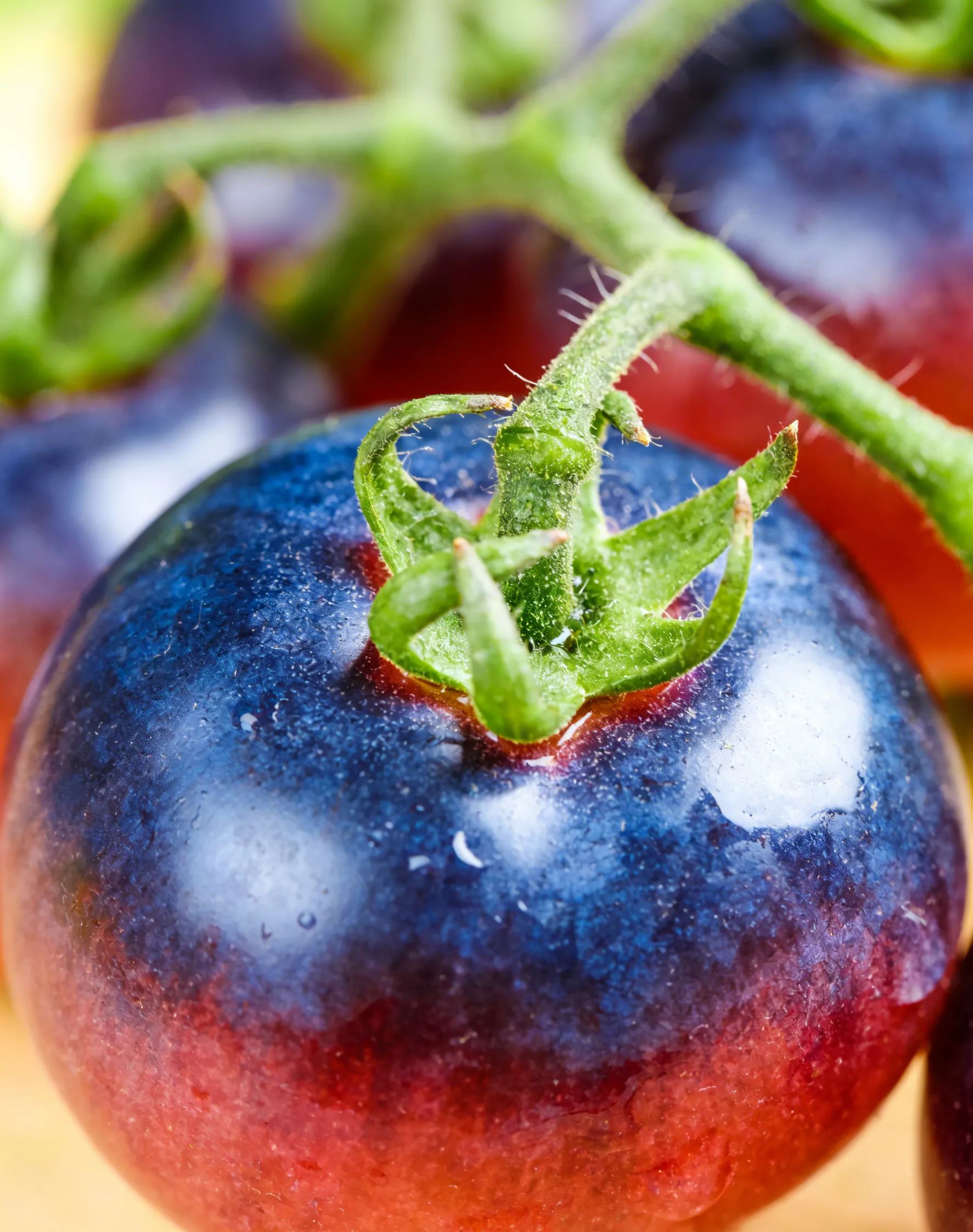 【Új a Mezőgazdasági Tudományok Intézetéből】Áfonyaparadicsom magok