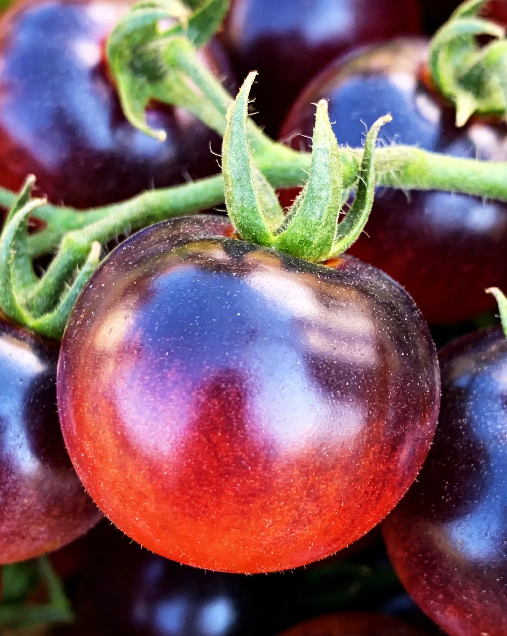 【Új a Mezőgazdasági Tudományok Intézetéből】Áfonyaparadicsom magok