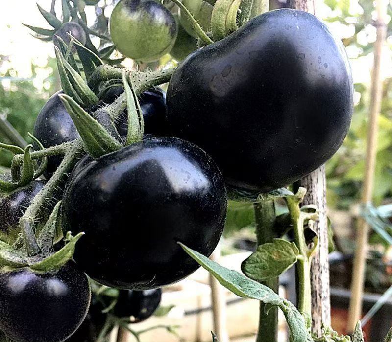 【Új a Mezőgazdasági Tudományok Intézetéből】Áfonyaparadicsom magok