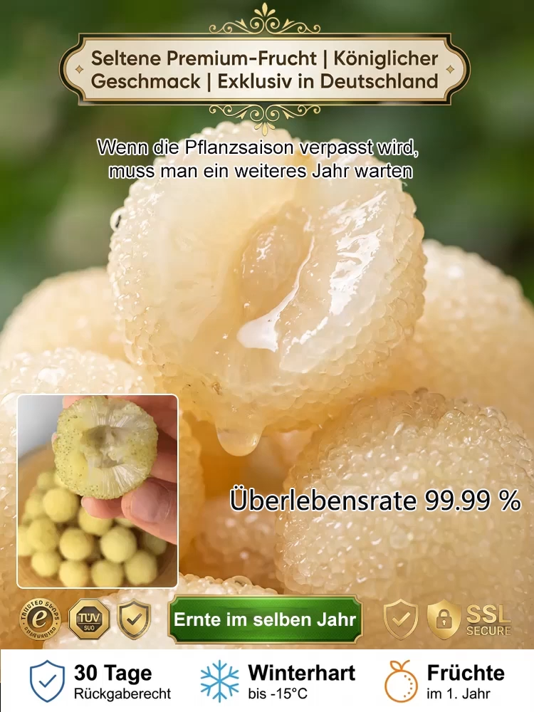 Hochertragreiche, kristallklare weiße Pfirsichmyrten-Sämlinge📈Der Baum trägt bereits im Pflanzjahr Früchte, wobei ein einzelner Baum bis zu 5 kg pro Jahr liefert. Er kann zweimal jährlich geerntet werden, was ihn sehr effizient macht