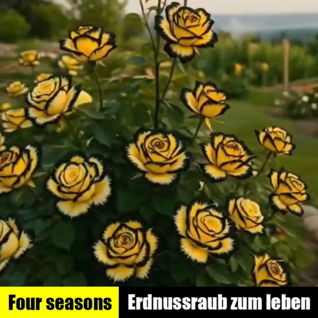 🌸Mehrköpfige Rosensamen🌹🌹 Erhältlich in den Farben: Rubinrot, Gelb, Gelbgrün, Rot-Weiß mit Punkten, Weiß, Schwarz-Weiß mit Punkten, Schwarz-Rot mit Punkten, Blau, Grün, gemischt