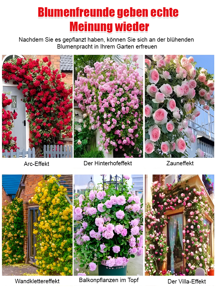[Garden Ruby](Premium-Kletterpflanzensamen) | Blüht in 8 Wochen zu einer wahren Blütenwand 🌺 | Duftet intensiver als Rosen | 100 % Zufriedenheitsgarantie ✅