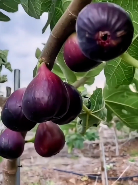 🌳【Qualitätsversprechen】2-jährige griechische Feigensetzlinge ❄️ Verträgt Temperaturen bis zu -20 °C 🏡 Ideal für Balkon und Garten | Ernte diesen Sommer