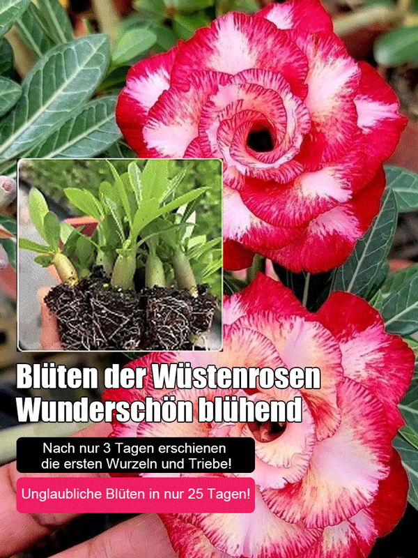 【Blüht in 25 Tagen】Wüstenrose aus gekeimter Zwiebel 🌺 | Extrem winterhart von -20 °C bis 40 °C | Blüht bis zu 300 Tage lang | Bis zu 100 Jahre Lebensdauer | 100 % Erfolgsgarantie