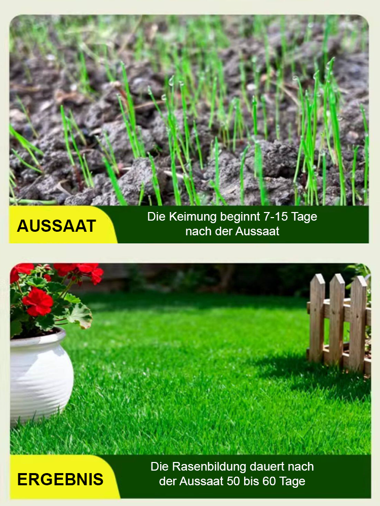 【Einmal pflanzen, 10 Jahre nutzen】Schnell wachsende Samen für Frühlingsrasen