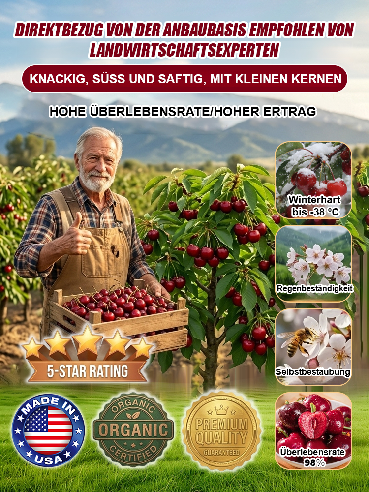 【Geld-zurück-Garantie bei Fruchtausfall】Authentische Kirschbaumsetzlinge, in diesem Jahr gepflanzt, tragen in diesem Jahr Früchte, resistent gegen Temperaturen bis zu -38 °C, 99,9 % Überlebensrate, selbstbefruchtend