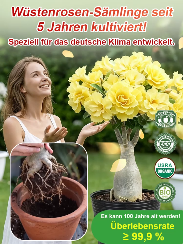 [Einfach Wasser hinzufügen – und sie lebt 100 Jahre] Gelbe, gefüllte Wüstenrose