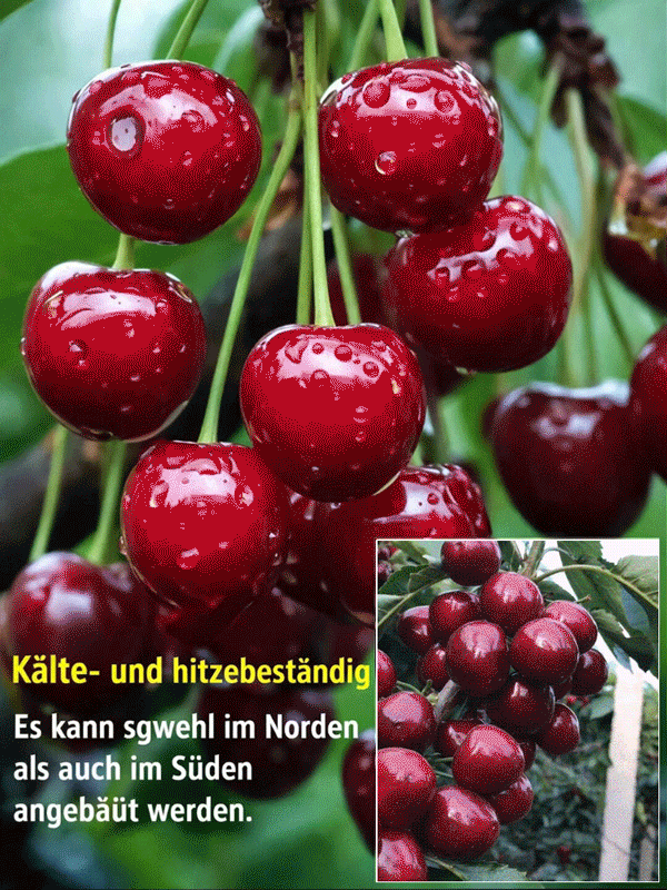 【100% Anwachsgarantie】4J XXL Zwergkirsche | Ernte im 1. Jahr | Ideal für Haus & Garten | -20°C Winterhart | 1 Kaufen + 1 GRATIS 🍒