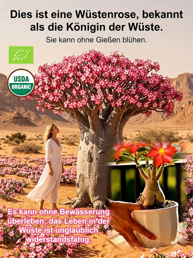 [Einfach Wasser hinzufügen – und sie lebt 100 Jahre] Gelbe, gefüllte Wüstenrose