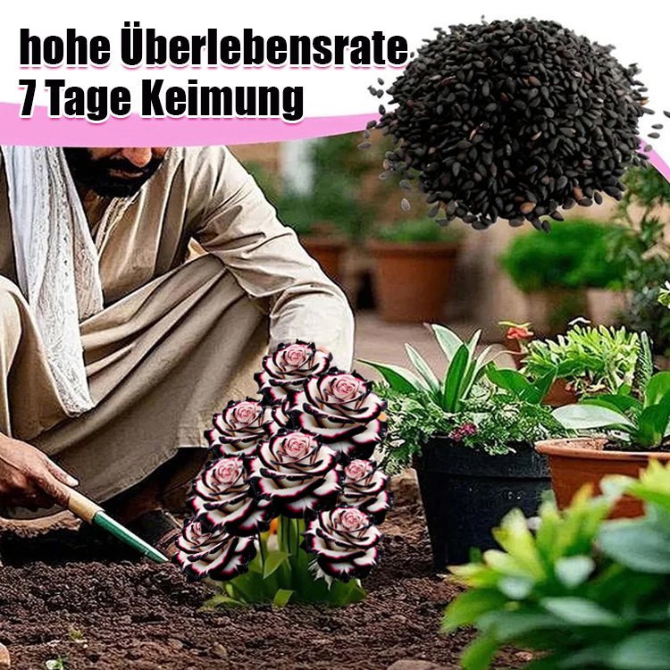 Importierte gefleckte Rosenkörner – 99% Keimrate, 100% Entschädigung bei mangelndem Wachstum