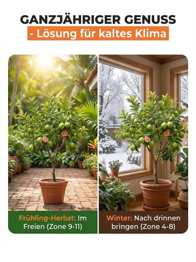 【Vitamin-C-Bombe】99,9 % Überlebensrate, einmalige Pflanzung, jährliche Fruchtbildung. Jetzt ist die beste Aussaatzeit. Keine besondere Pflege nötig, gedeiht mit nur Wasser, kälte- und hitzebeständig, extrem anpassungsfähig.