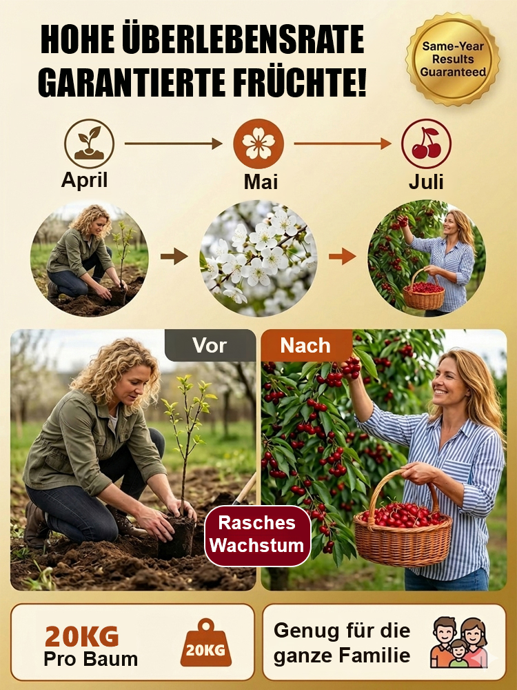 【Geld-zurück-Garantie bei Fruchtausfall】Authentische Kirschbaumsetzlinge, in diesem Jahr gepflanzt, tragen in diesem Jahr Früchte, resistent gegen Temperaturen bis zu -38 °C, 99,9 % Überlebensrate, selbstbefruchtend