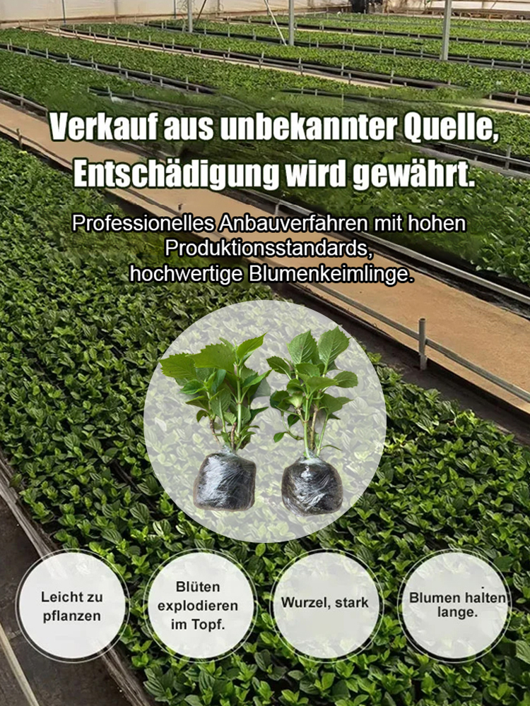Mit einer Überlebensrate von bis zu 99,9 % blüht sie in allen vier Jahreszeiten, ist kälte- und hitzebeständig und gedeiht in jedem Boden.