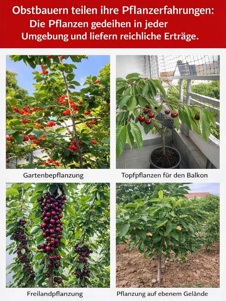 【Geld-zurück-Garantie bei Fruchtausfall】Authentische Kirschbaumsetzlinge, in diesem Jahr gepflanzt, tragen in diesem Jahr Früchte, resistent gegen Temperaturen bis zu -38 °C, 99,9 % Überlebensrate, selbstbefruchtend