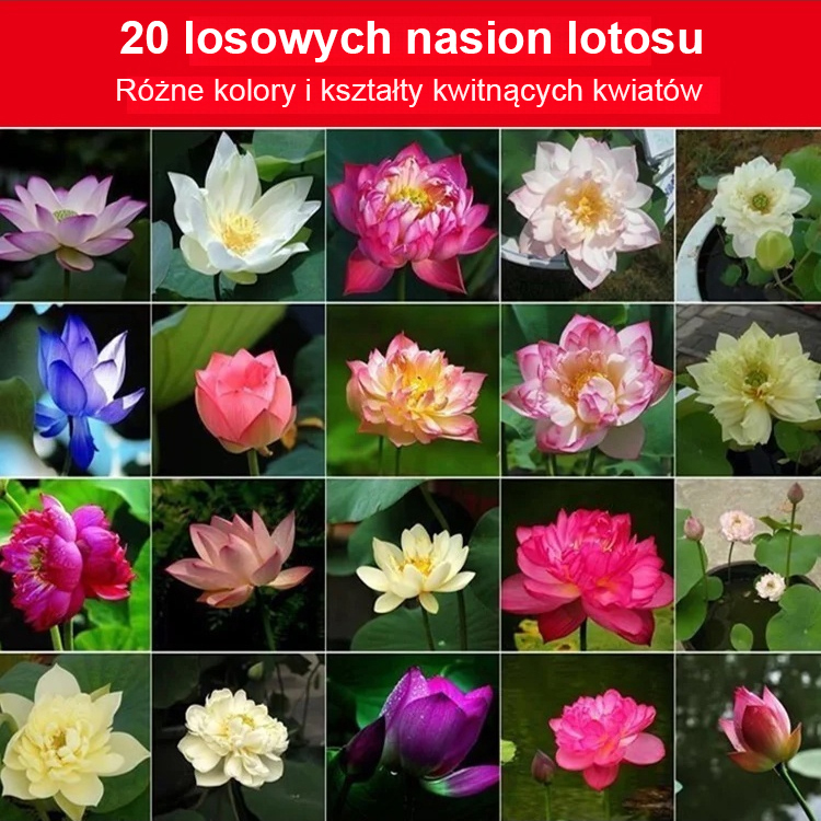 Nasiona lotosu hydroponicznego