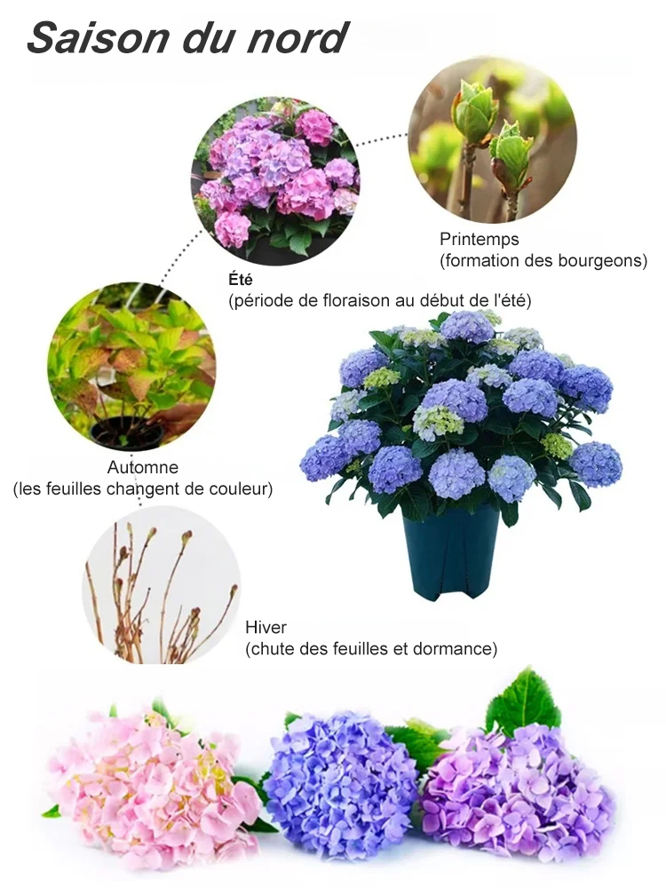 Les graines d'hortensia fleurissent toute l'année.