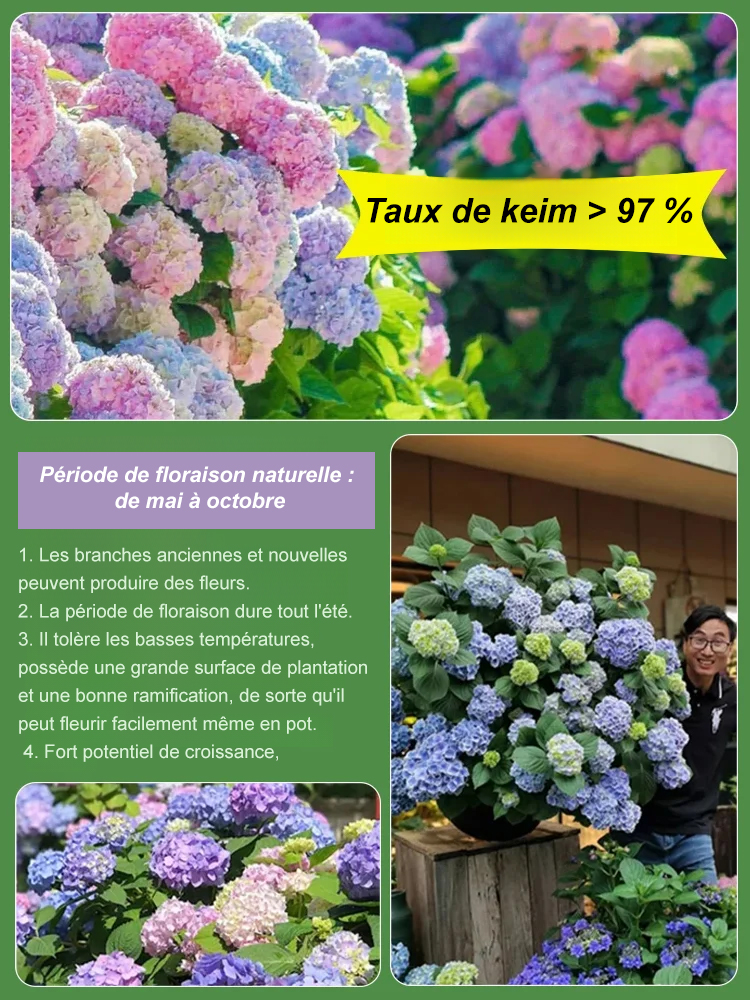 Les graines d'hortensia fleurissent toute l'année.