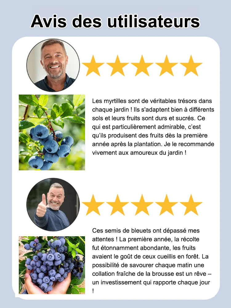 Graines de myrtilles faciles à cultiver et à haut rendement