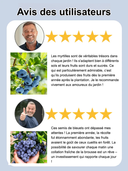 Graines de myrtilles faciles à cultiver et à haut rendement