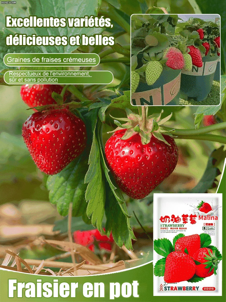 Graines de fraises à la crème super sucrées et juteuses