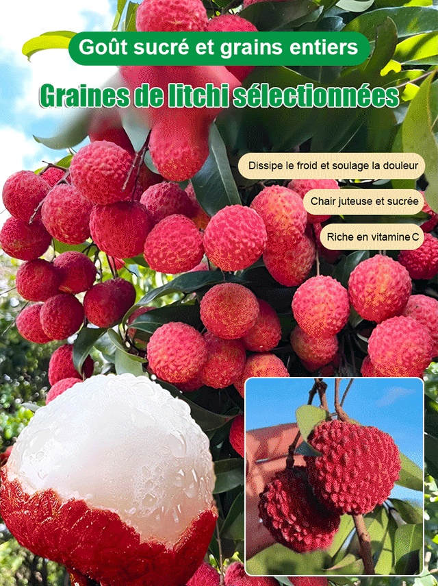 Graines de litchi de qualité supérieure