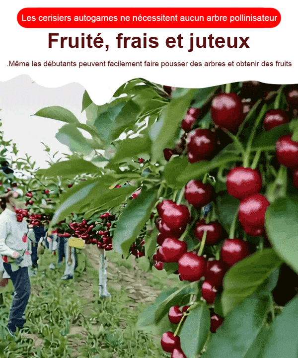 Cherry Tree Seedling [200KG Cherries in 30 Days] 