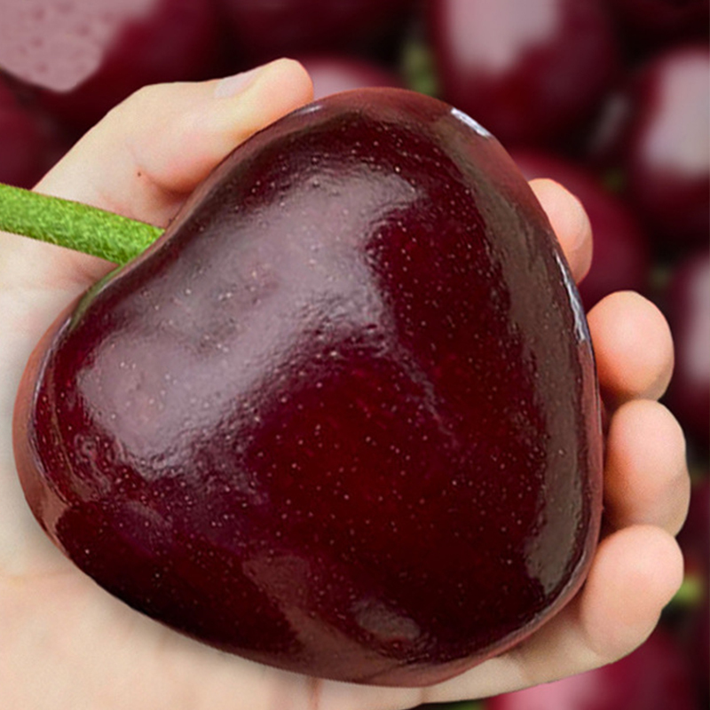 Cherry Tree Seedling [200KG Cherries in 30 Days] 