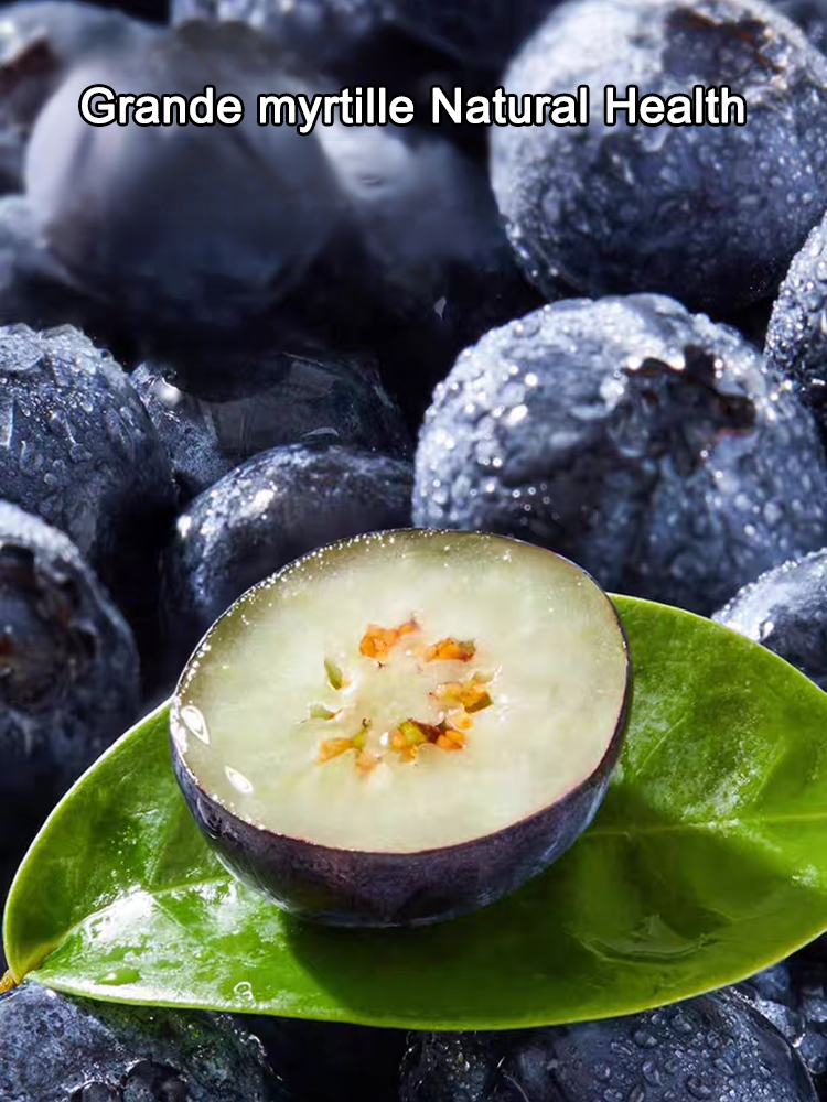 Graines de myrtilles faciles à cultiver et à haut rendement