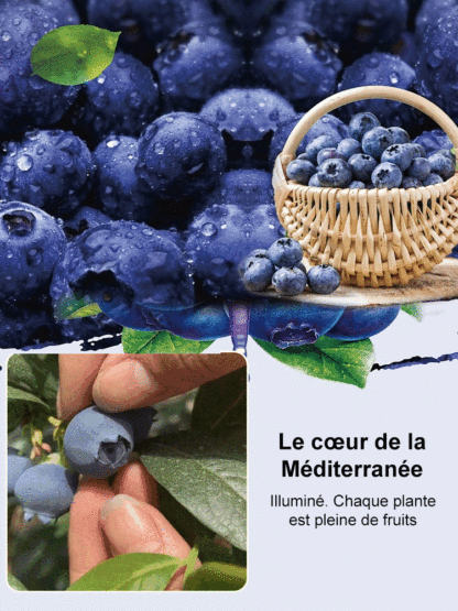 Graines de myrtilles faciles à cultiver et à haut rendement